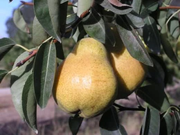 Bartlett Pear