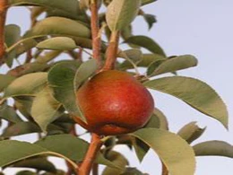 Seckel-pear