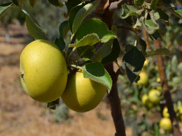 Ananas Reinette