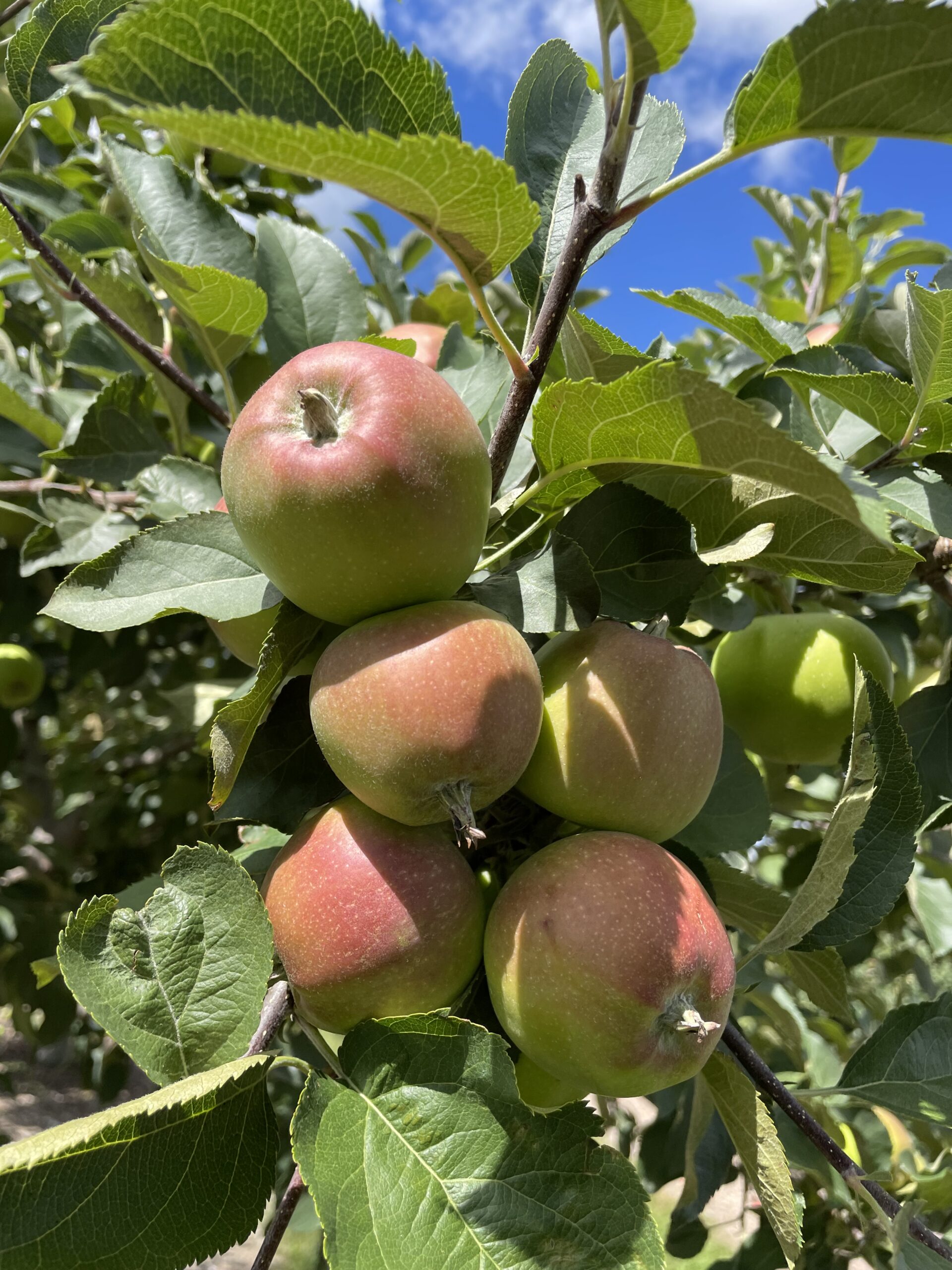 Apple Bunch