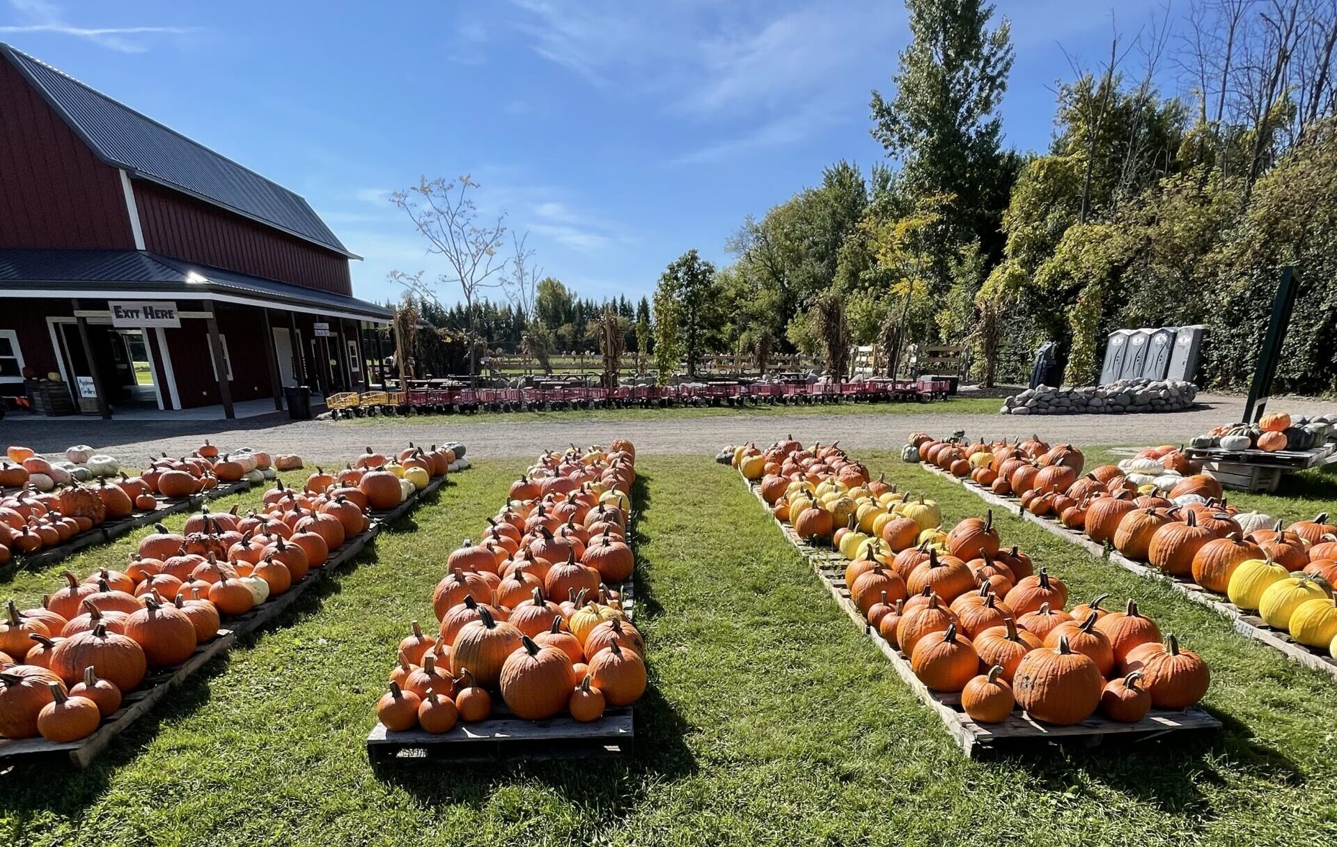 pumpkin rows
